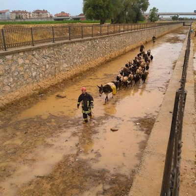 Ilgın İtfaiyesinden sağanak yağmurda mahsur kalan çobana yardım